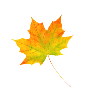 leaf-1@2x