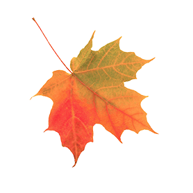 leaf-2@2x