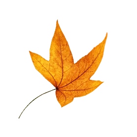 leaf-5@2x