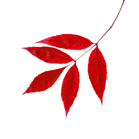 leaf-7@2x